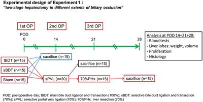The Interplay Between Biliary Occlusion and Liver Regeneration: Repeated Regeneration Stimuli Restore Biliary Drainage by Promoting Hepatobiliary Remodeling in a Rat Model